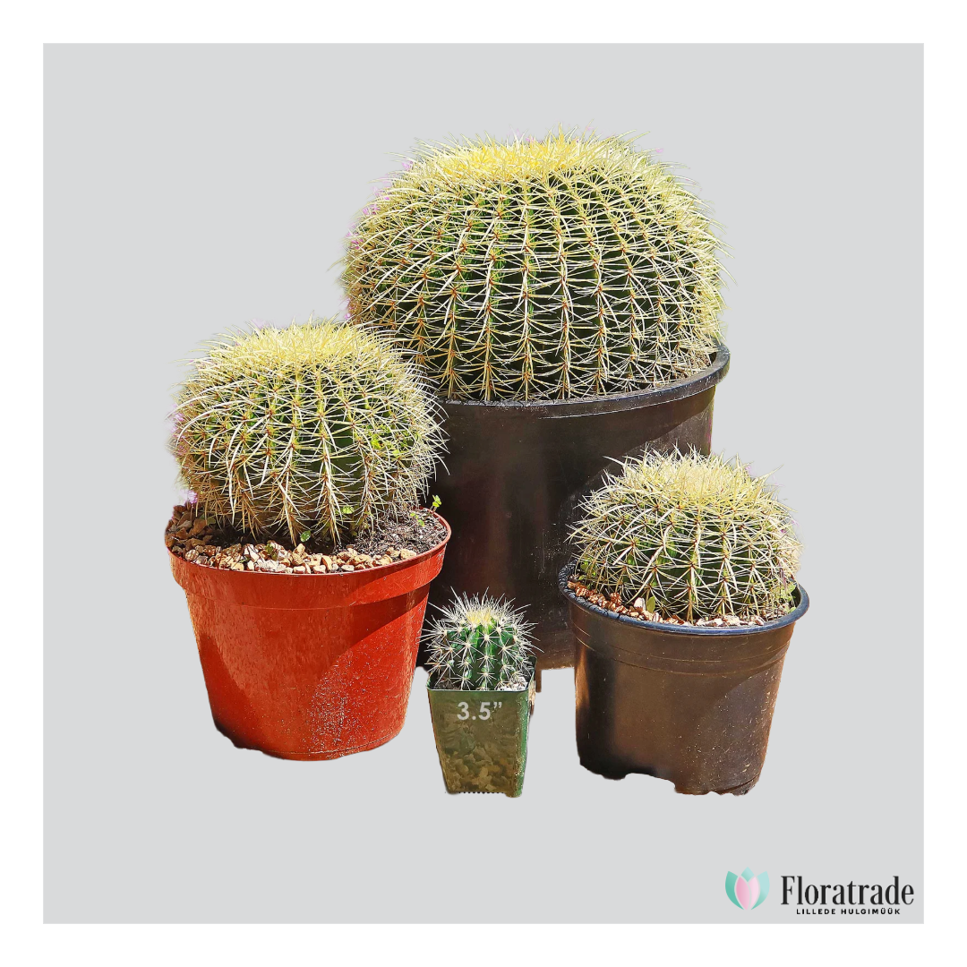 Echinocactus.png (1.18 MB)
